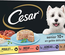 CESAR Repas pour Chien Senior - 24 Barquettes (Lot de 6 Packs 4x150g)